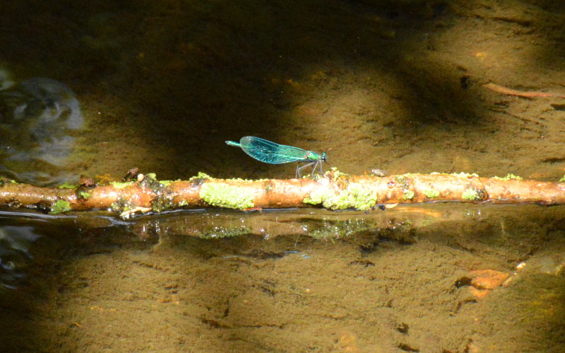 another dragonfly