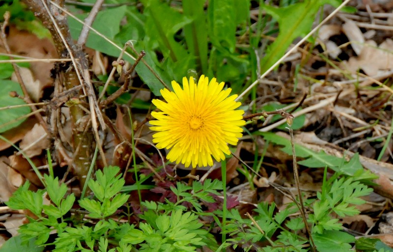 dandelion