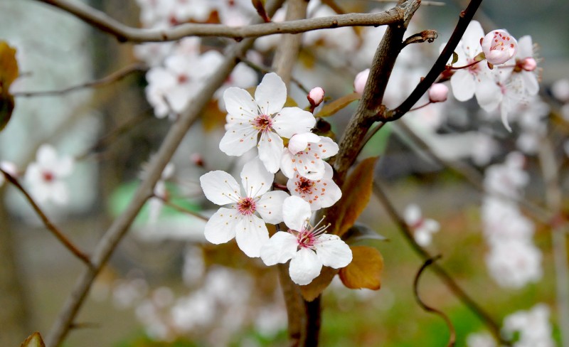 tree
                                          flowers
