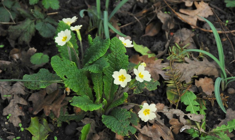 primroses