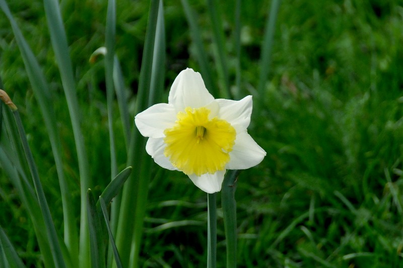 narcissus