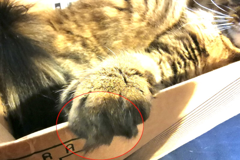fluffy paw