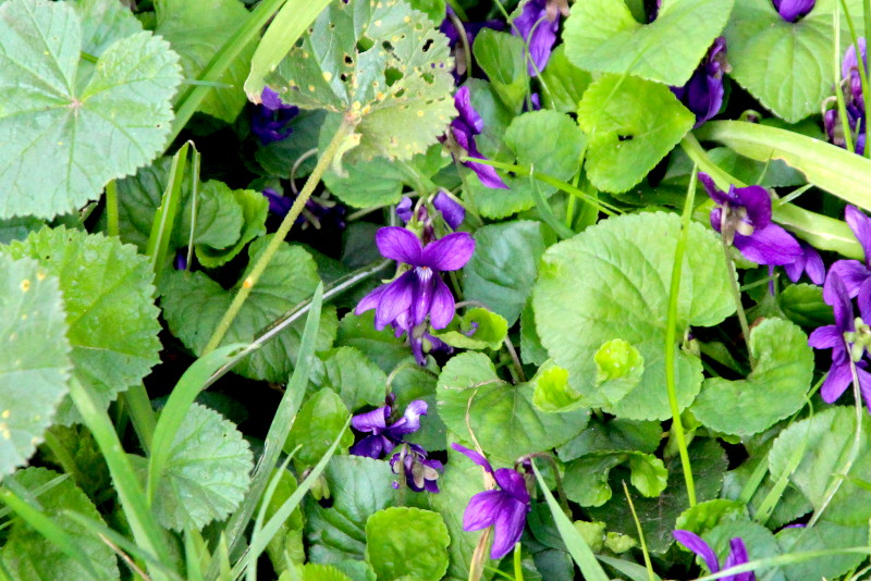 violets