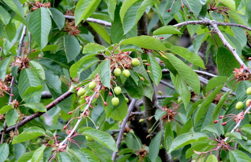 green unripe cherries
