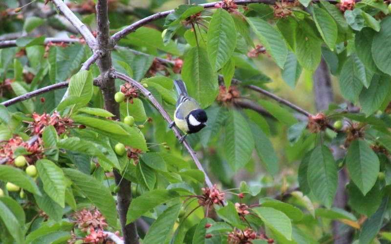 great tit