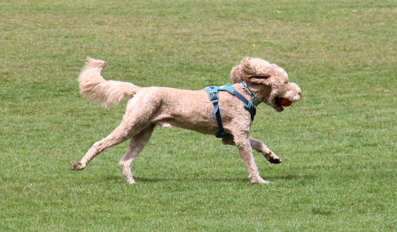 running dog