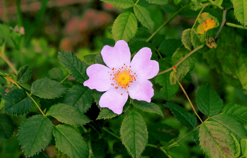 dog
                                          rose