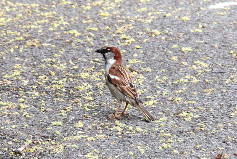 nicely posed sparrow