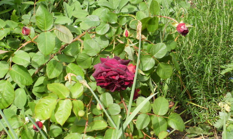 deep red rose